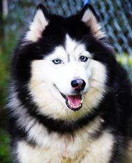 Siberian Husky Dogs for adoption in Waterford, VA, USA