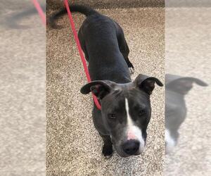 American Pit Bull Terrier Dogs for adoption in Pueblo, CO, USA