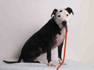 American Pit Bull Terrier Dogs for adoption in Oroville, CA, USA