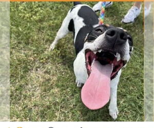 American Pit Bull Terrier Dogs for adoption in Oakhurst, NJ, USA