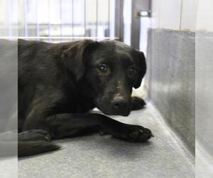 American Staffordshire Terrier-Unknown Mix Dogs for adoption in San Antonio, TX, USA