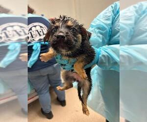 Siberian Husky Dogs for adoption in Bakersfield, CA, USA