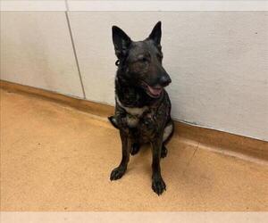 German Shepherd Dog-Unknown Mix Dogs for adoption in Martinez, CA, USA