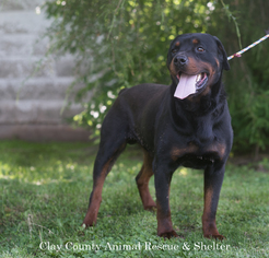 Rottweiler Dogs for adoption in Flora, IL, USA
