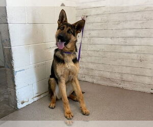 German Shepherd Dog Dogs for adoption in San Bernardino, CA, USA