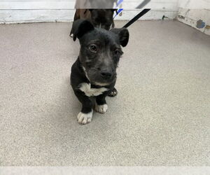 Mutt Dogs for adoption in San Bernardino, CA, USA