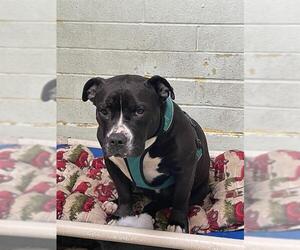 American Pit Bull Terrier Dogs for adoption in Stockton, CA, USA