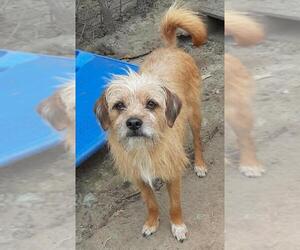 Border Terrier-Unknown Mix Dogs for adoption in Missouri City, TX, USA