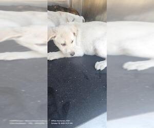 Labrador Retriever-Unknown Mix Dogs for adoption in San Antonio, TX, USA