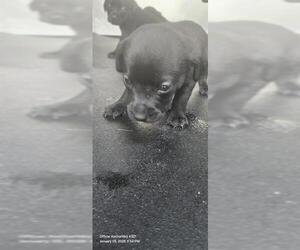 Mutt Dogs for adoption in San Antonio, TX, USA