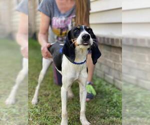 Treeing Walker Coonhound Dogs for adoption in Warwick, RI, USA