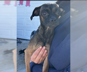 Chug Dogs for adoption in Pacifica, CA, USA