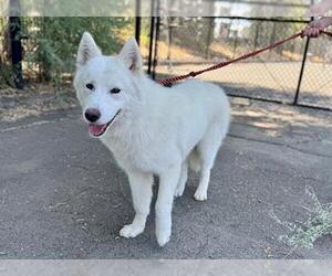 - Mix Dogs for adoption in Santa Rosa, CA, USA
