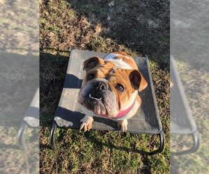 Bulldog Dogs for adoption in Mattoon, IL, USA