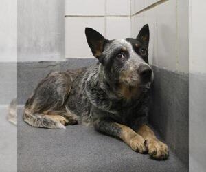 Mutt Dogs for adoption in San Antonio, TX, USA