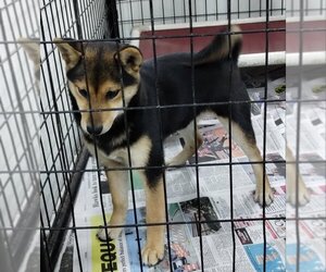 Shiba Inu Dogs for adoption in Mukwonago, WI, USA