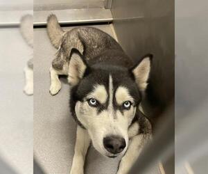 Siberian Husky Dogs for adoption in Modesto, CA, USA