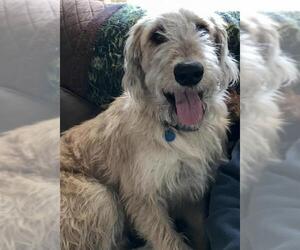 Labradoodle Dogs for adoption in Sistersville, WV, USA