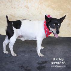 Rat Terrier Dogs for adoption in Conroe, TX, USA