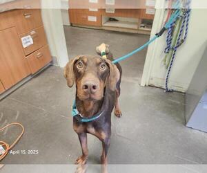 Doberman Pinscher Dogs for adoption in Santa Cruz, CA, USA