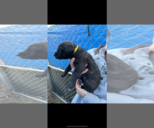 Mutt Dogs for adoption in New Orleans, LA, USA