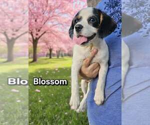 Cavalier King Charles Spaniel-Unknown Mix Dogs for adoption in Wakefield, RI, USA