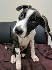 Medium Photo #1 American Staffordshire Terrier-Border Collie Mix Puppy For Sale in Arlington, VA, USA