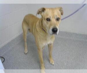 Labrador Retriever-Unknown Mix Dogs for adoption in Pasadena, TX, USA