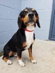 Jack-A-Bee Dogs for adoption in Claremore, OK, USA