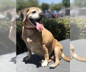 Pug Dogs for adoption in Rancho Santa Margarita, CA, USA