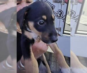 Mutt Dogs for adoption in San Antonio, TX, USA