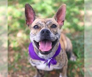 Mutt Dogs for adoption in San Antonio, TX, USA