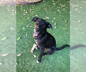 Lab-Pointer Dogs for adoption in Marina Del Rey, CA, USA