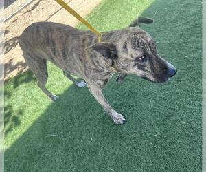- Mix Dogs for adoption in HESPERIA, CA, USA