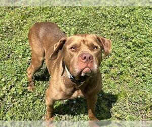 American Staffordshire Terrier-Unknown Mix Dogs for adoption in Ocala, FL, USA