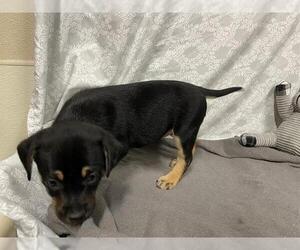 Staffordshire Bull Terrier-Unknown Mix Dogs for adoption in Modesto, CA, USA