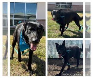 German Shepherd Dog Dogs for adoption in San Antonio, TX, USA