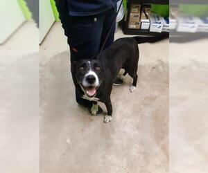 Borador Dogs for adoption in Green Cove Springs, FL, USA