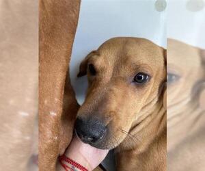 Redbone Coonhound-Unknown Mix Dogs for adoption in Houston, TX, USA