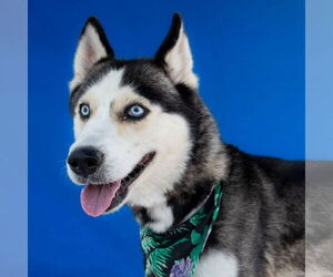 Siberian Husky Dogs for adoption in Pasadena, CA, USA