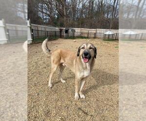 Anatolian Shepherd Dogs for adoption in Mooresville, NC, USA