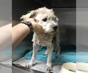 Maltese-Unknown Mix Dogs for adoption in Riverside, CA, USA