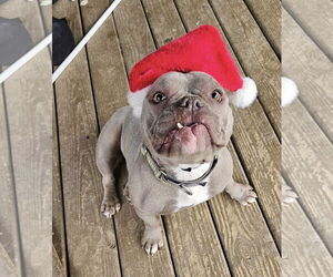 American Pit Bull Terrier-Bulldog Mix Dogs for adoption in Spotsylvania, VA, USA