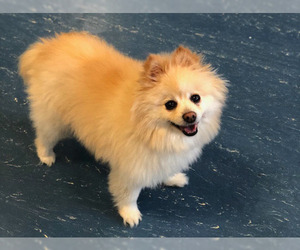 Pomeranian Dogs for adoption in Hampton Bays, NY, USA