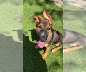 Mutt Dogs for adoption in Pompano Beach , FL, USA