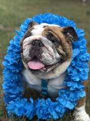 Bulldog Dogs for adoption in Princeton, MN, USA