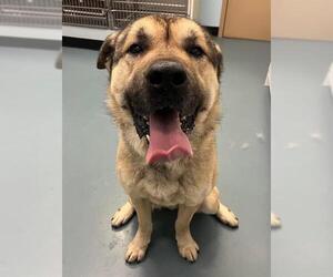 Leonberger-Mastiff Mix Dogs for adoption in London, Ontario, Canada