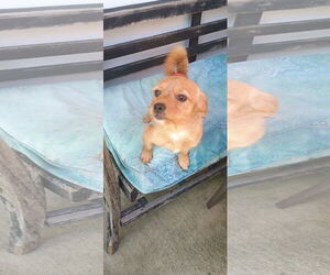 Mutt Dogs for adoption in New Orleans, LA, USA