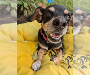 Dachshund-Unknown Mix Dogs for adoption in Bellingham, WA, USA