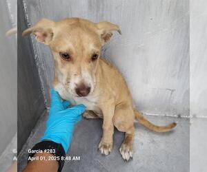American Staffordshire Terrier-Unknown Mix Dogs for adoption in San Antonio, TX, USA